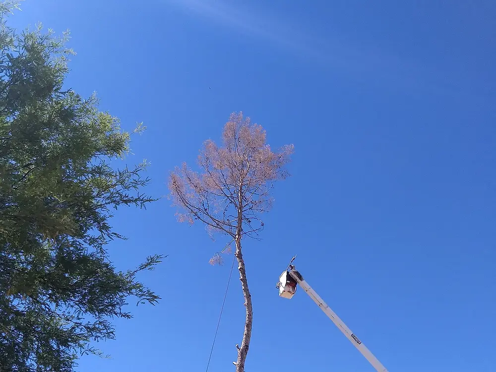 Bucket truck reaching the top of a tall dead tree during a removal