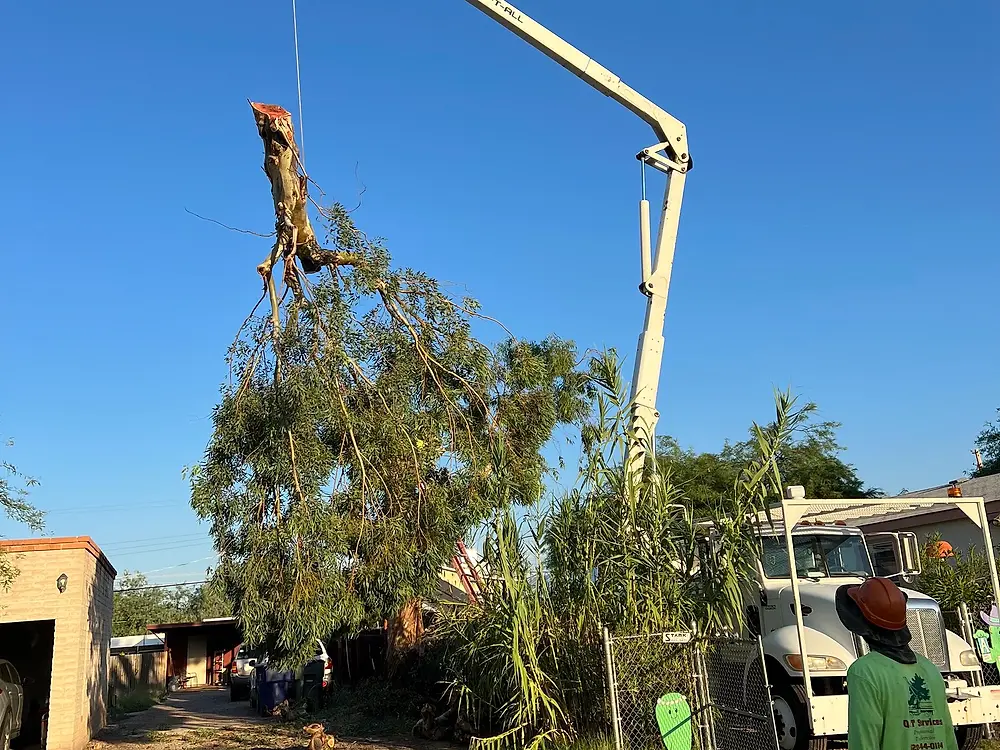 Bucket truck boom raised over a tree being taken down while a crew member in hi-vis watches from the ground
