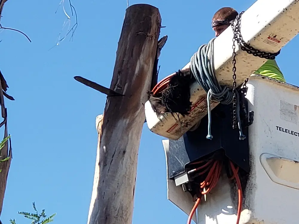 Bucket truck basket next to a bare trunk being cut down in sections