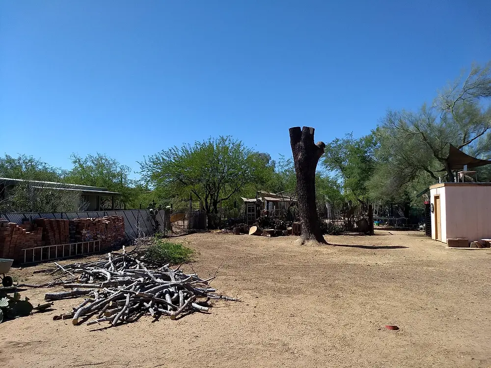 Large backyard cleared of brush with one trunk left standing and a pile of branches