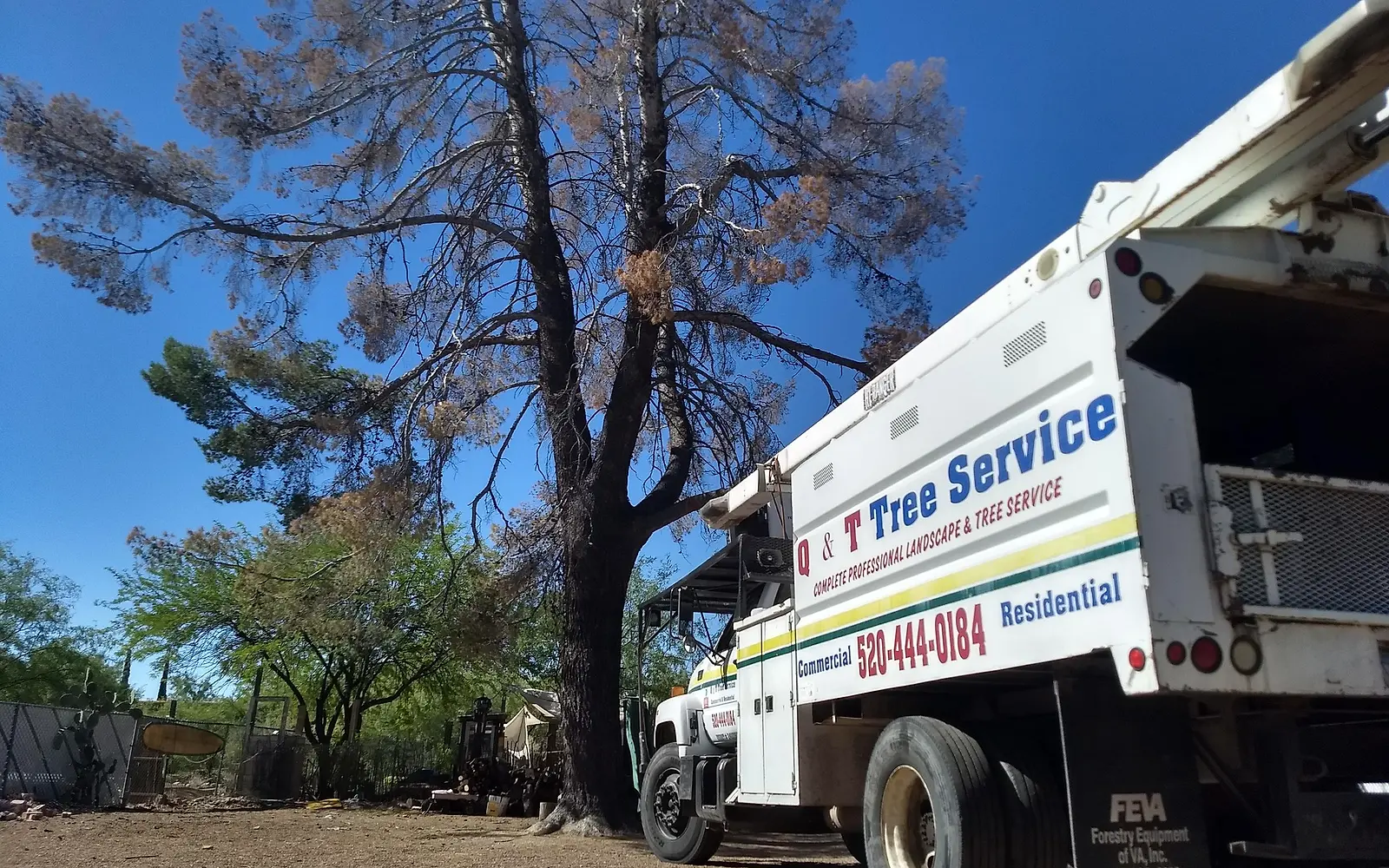 Q&T Tree Service truck lettered 520-444-0184 parked beside a tall pine in a Tucson yard