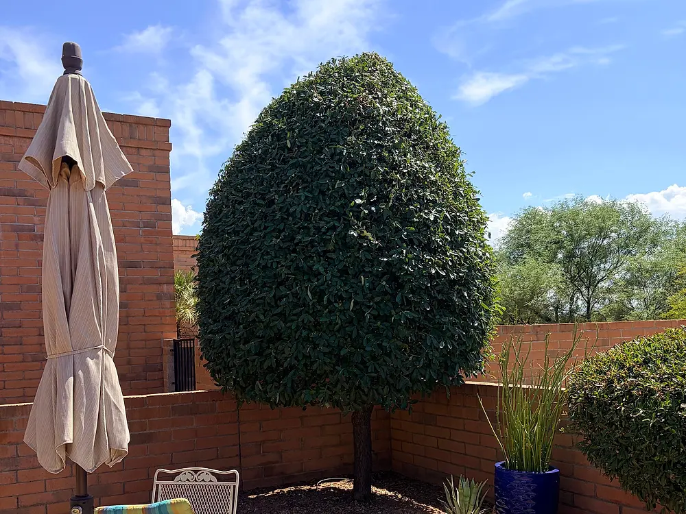 Round shaped shrub on a brick patio after trimming