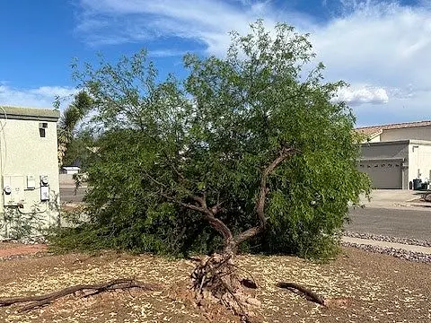 Mesquite tree blown over with its roots pulled out of the ground in a Tucson front yard