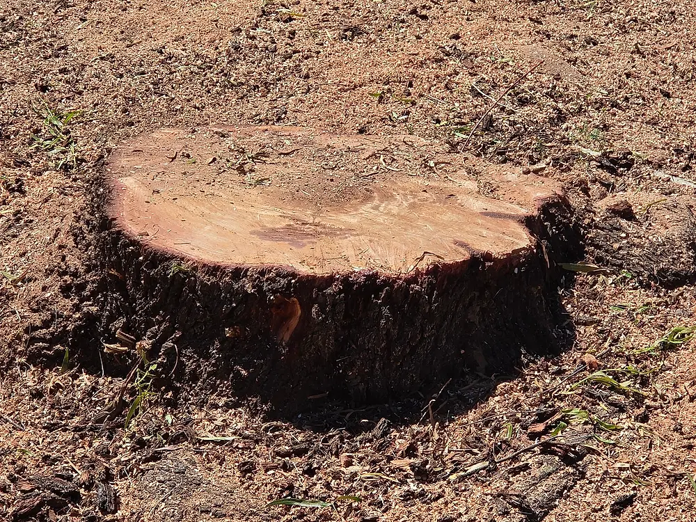Freshly cut tree stump in dry desert soil