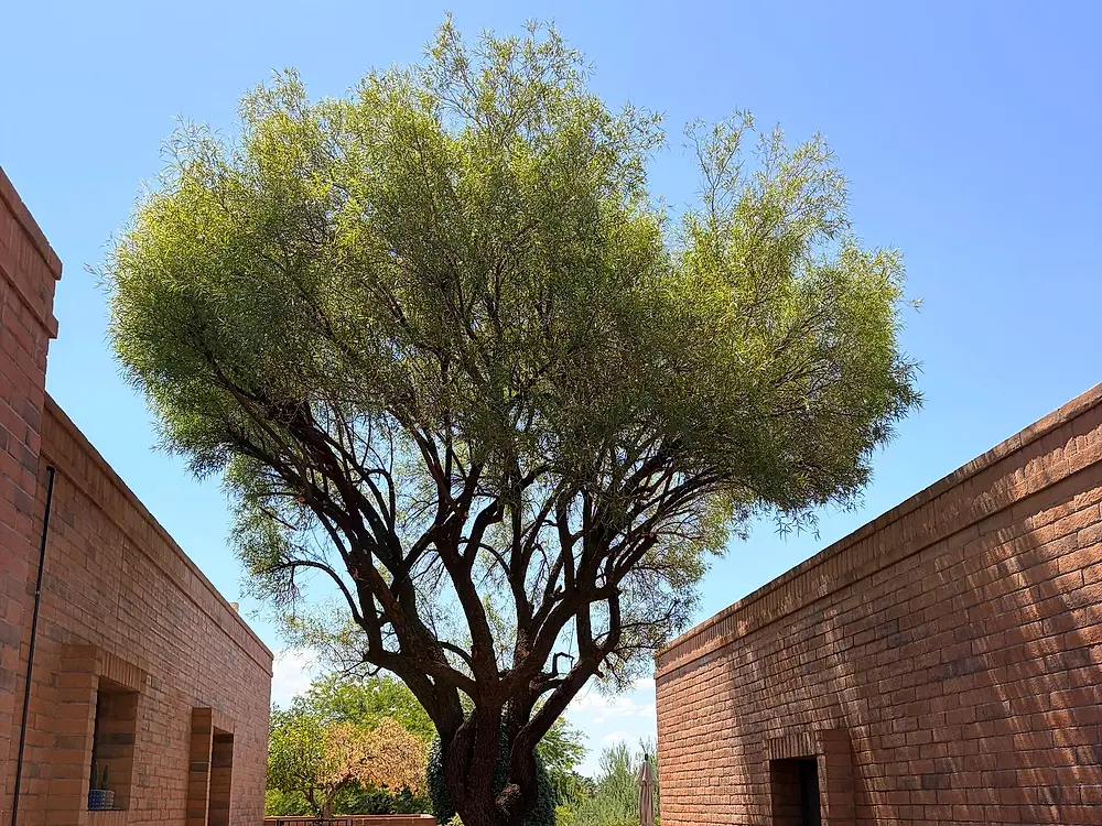 Healthy shade tree between two adobe walls after pruning