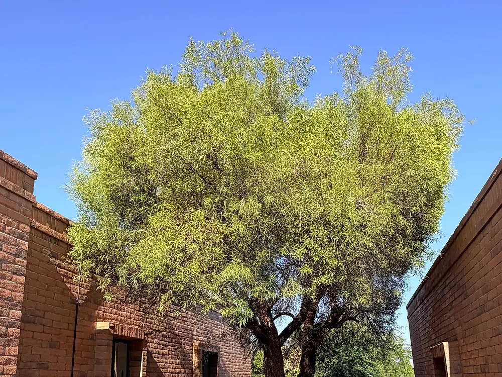 Green tree in a courtyard after pruning